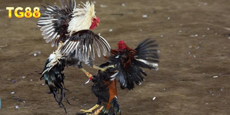 Đá Gà Cựa Dao – Chủ Đề Đá Gà Được Người Chơi Quan Tâm