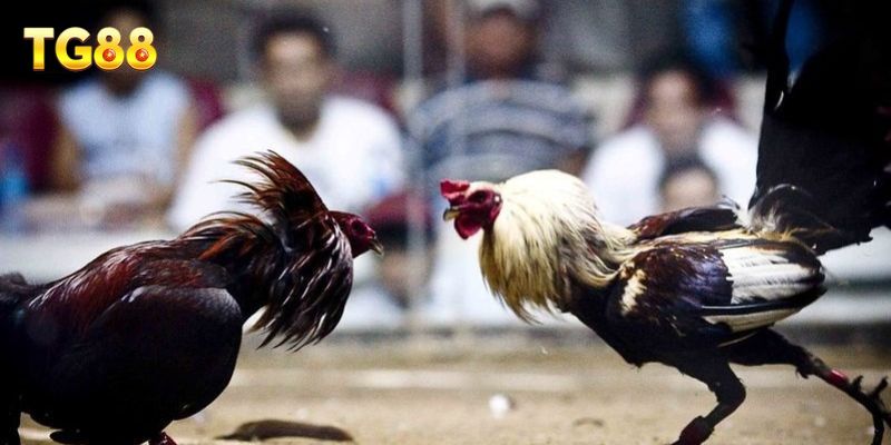 Đá Gà Cựa Dao – Những Trận Đấu Kịch Tính Và Hấp Dẫn