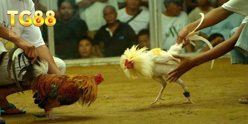 Đá Gà Mạng – Trải Nghiệm Giải Trí Trực Tuyến Đầy Kịch Tính