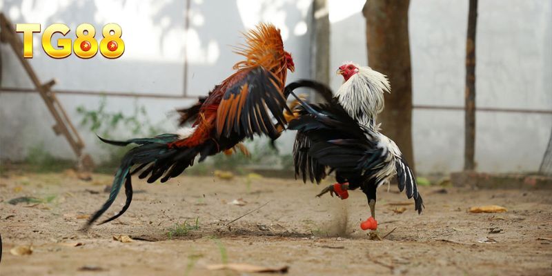 Đá Gà Mạng – Cập Nhật Sảnh Chơi Được Tìm Kiếm Nhiều