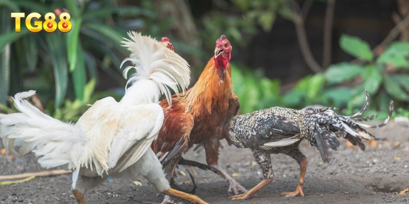 Đá Gà TG88 – Chuyên Mục Giải Trí Được Yêu Thích
