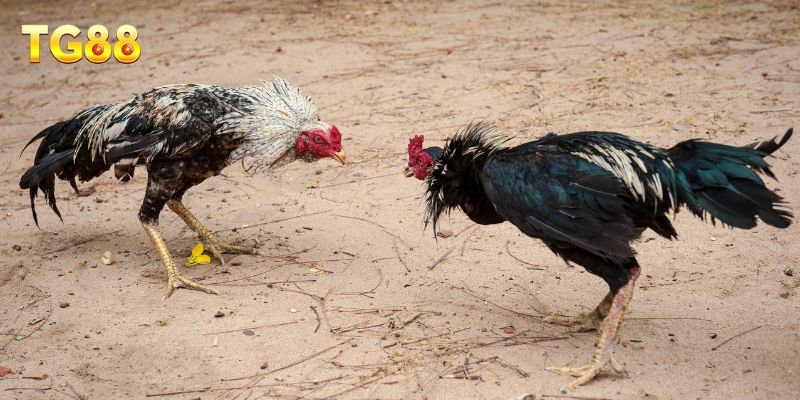Đá Gà TG88 – Trải Nghiệm Trận Đấu Sống Động, Cuốn Hút