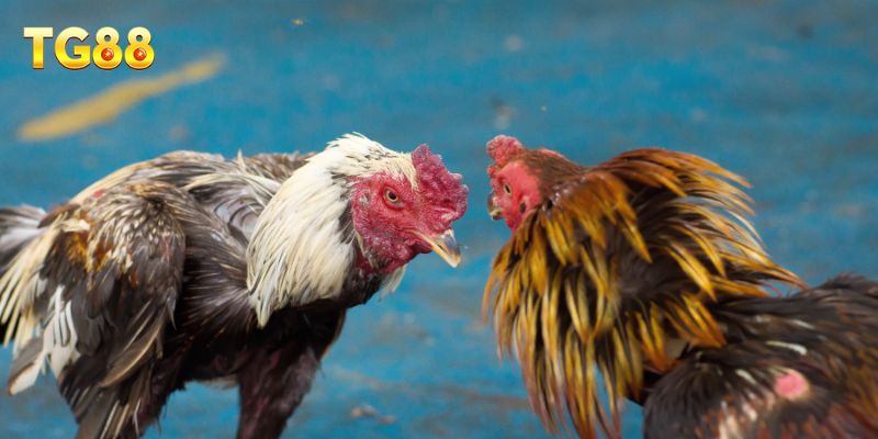 Đá Gà TG88 – Sảnh Giải Trí Kịch Tính Cho Người Chơi